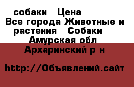 собаки › Цена ­ 2 500 - Все города Животные и растения » Собаки   . Амурская обл.,Архаринский р-н